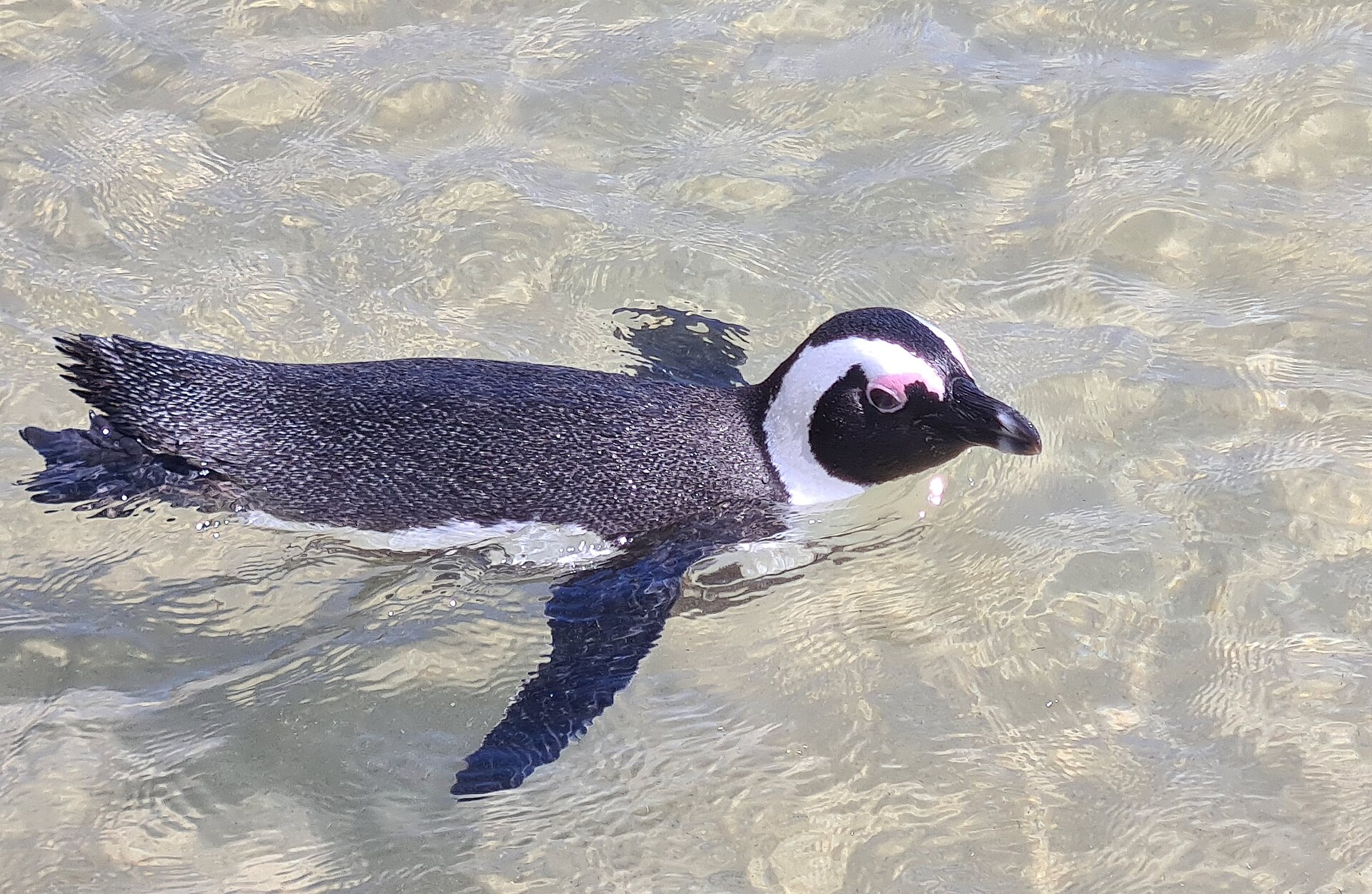 ゆき(アフリカペンギン)