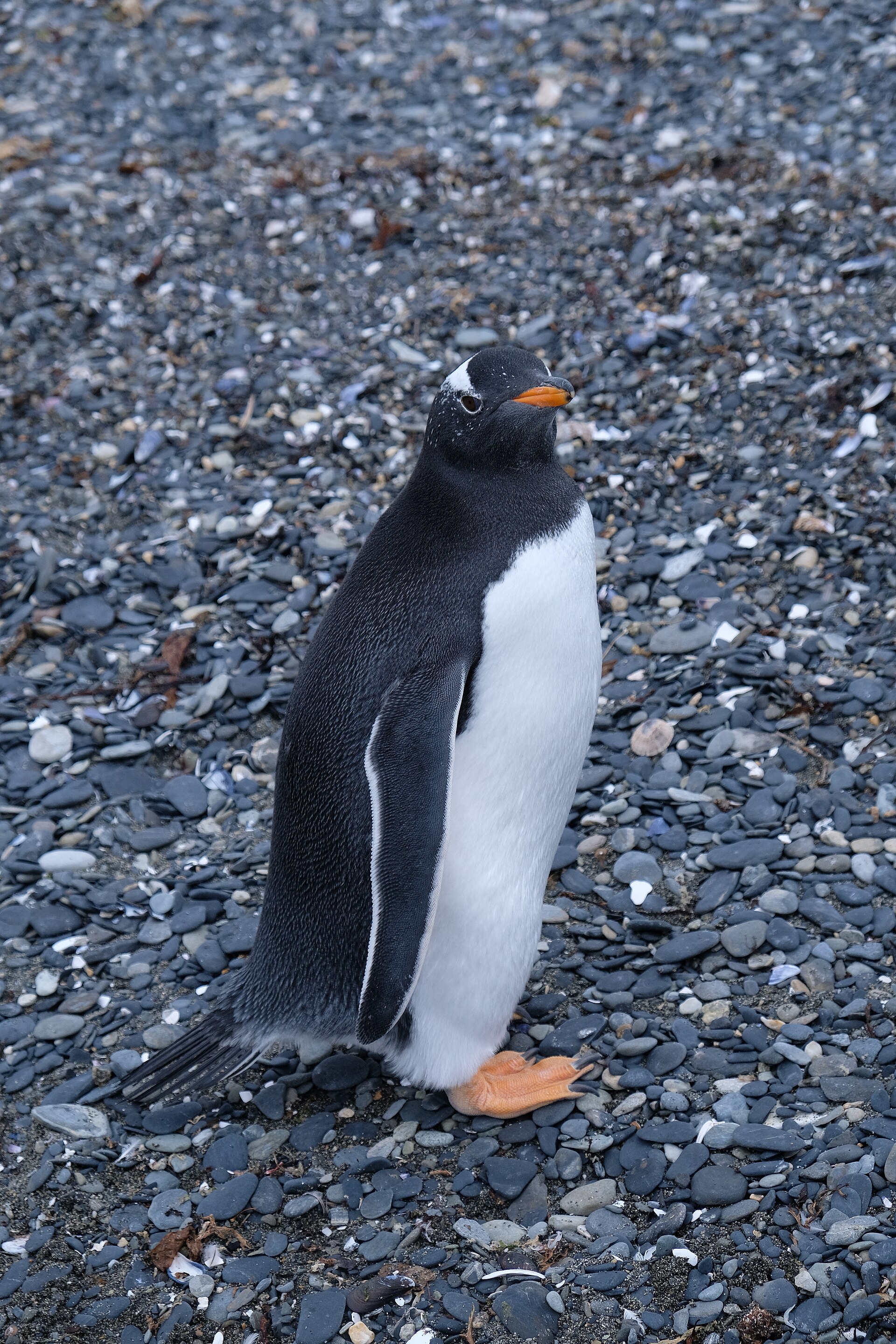 こむぎ(ジェンツーペンギン)