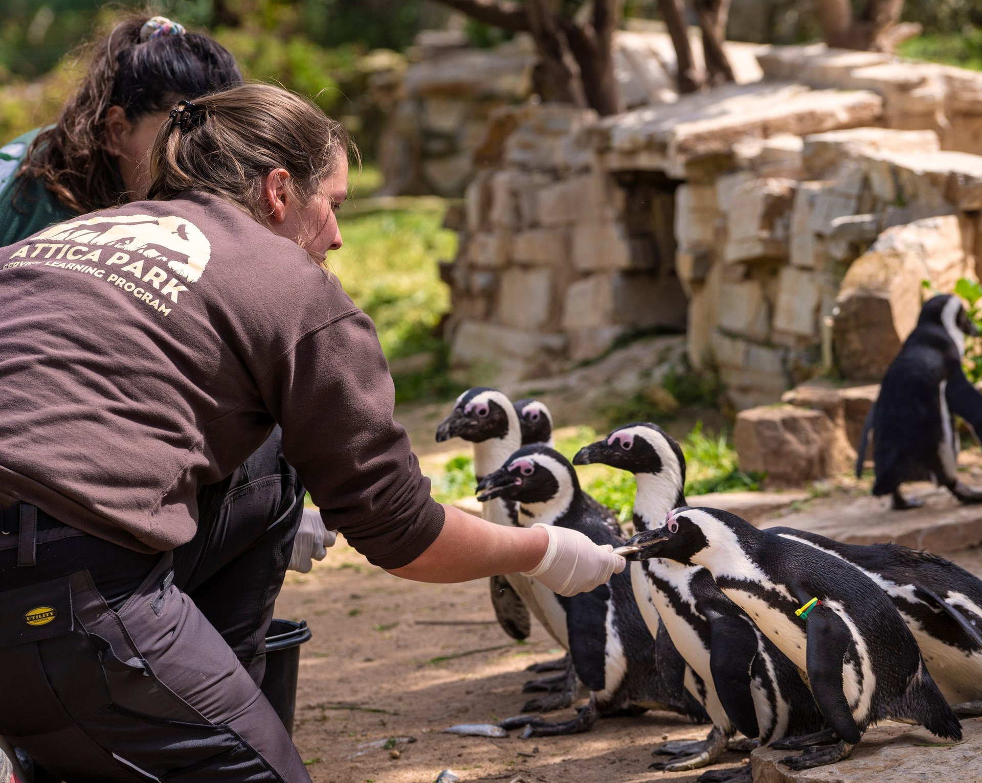 スタッフによるペンギンの給餌の様子